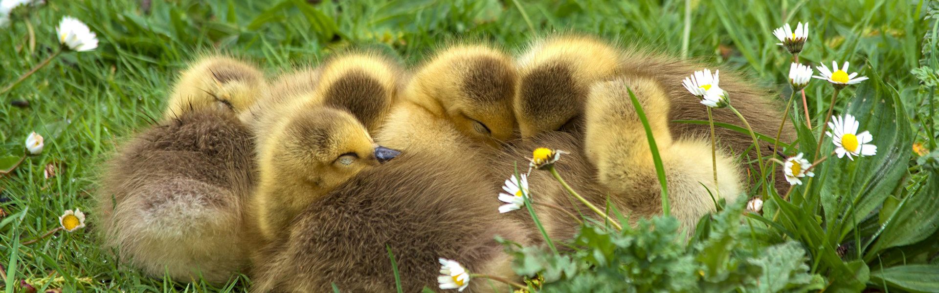 Patitos acurrucados durmiendo
